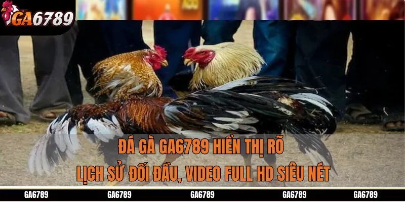 Đá gà GA6789 hiển thị rõ lịch sử đối đầu, video full HD siêu nét