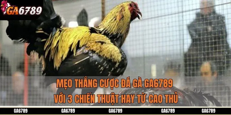 Mẹo thắng cược đá gà ga6789 với 3 chiến thuật hay từ cao thủ