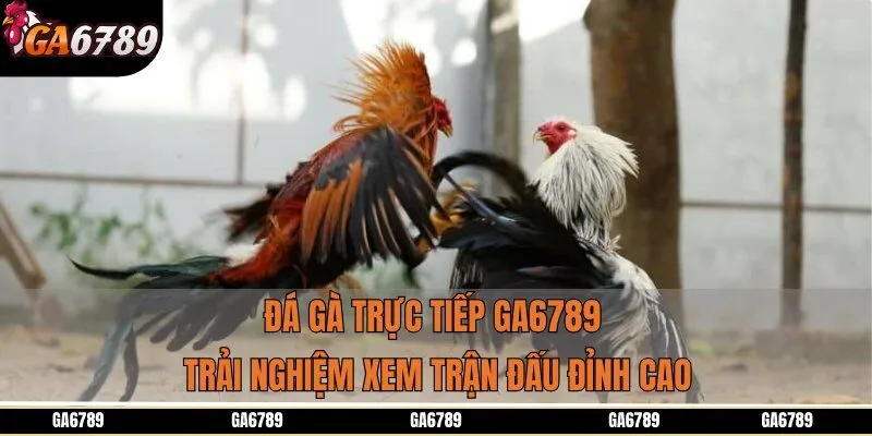 Đá Gà Trực Tiếp GA6789