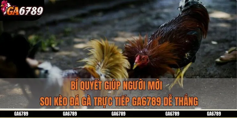 Bí quyết giúp người mới soi kèo đá gà trực tiếp GA6789 dễ thắng