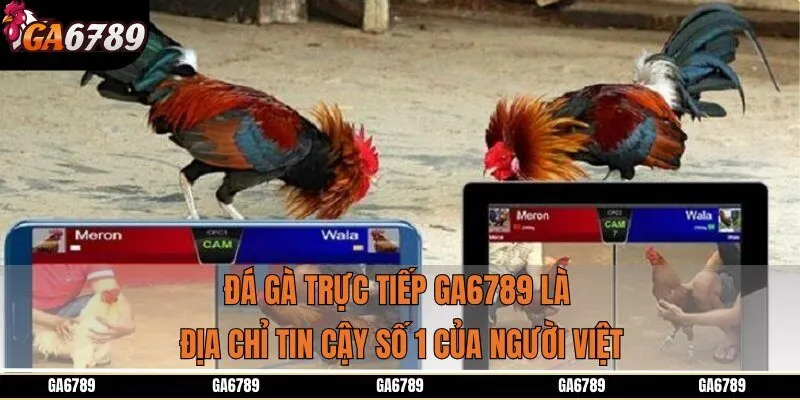 Đá gà trực tiếp GA6789 là địa chỉ tin cậy số 1 của người Việt