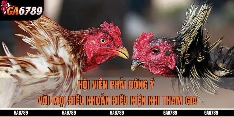 Hội viên phải đồng ý với mọi điều khoản điều kiện khi tham gia