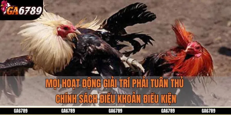 Mọi hoạt động giải trí phải tuân thủ chính sách điều khoản điều kiện