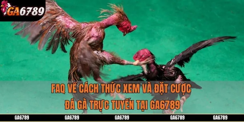 FAQ về cách thức xem và đặt cược đá gà trực tuyến tại GA6789