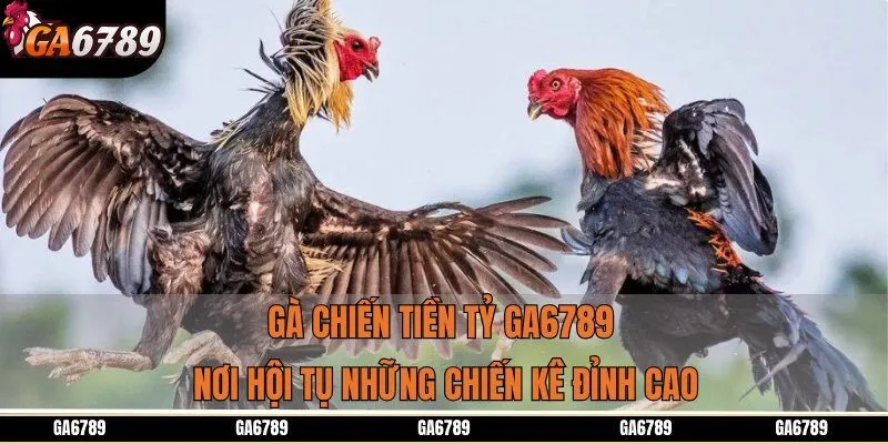 Gà Chiến Tiền Tỷ Ga6789