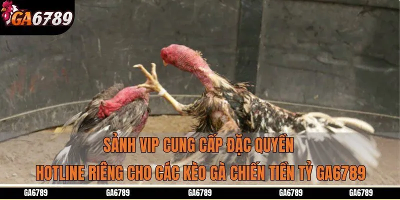 Sảnh VIP cung cấp đặc quyền hotline riêng cho các kèo gà chiến tiền tỷ Ga6789
