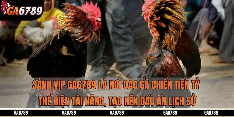 Sảnh VIP Ga6789 là nơi các gà chiến tiền tỷ thể hiện tài năng, tạo nên dấu ấn lịch sử