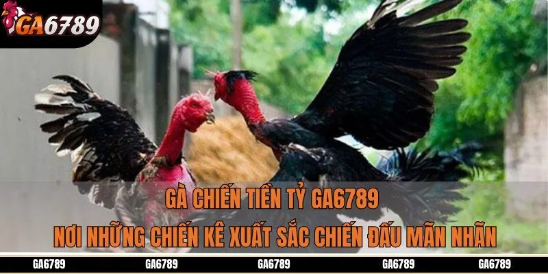 Gà chiến tiền tỷ Ga6789 - nơi những chiến kê xuất sắc chiến đấu mãn nhãn