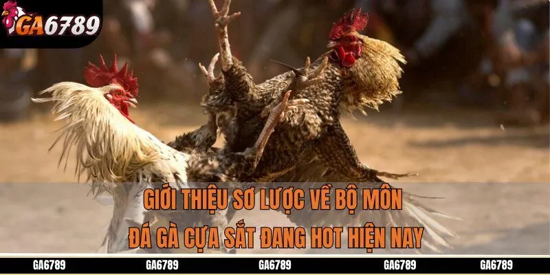 Giới thiệu sơ lược về bộ môn đá gà cựa sắt đang hot hiện nay