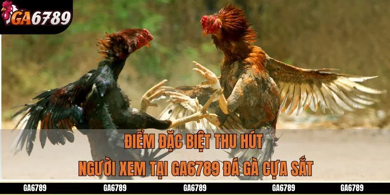 Điểm đặc biệt thu hút người xem tại Ga6789 đá gà cựa sắt