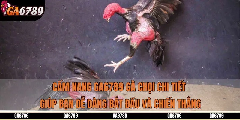 Cẩm nang Ga6789 gà chọi chi tiết giúp bạn dễ dàng bắt đầu và chiến thắng
