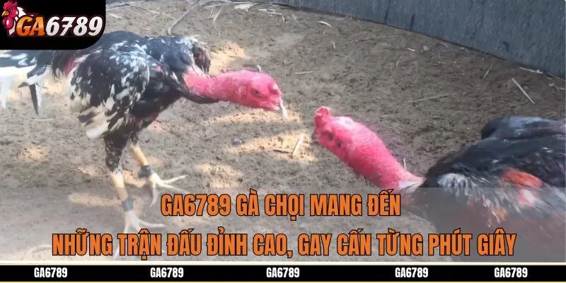 Ga6789 gà chọi mang đến những trận đấu đỉnh cao, gay cấn từng phút giây