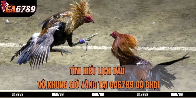 Tìm hiểu lịch đấu và khung giờ vàng tại Ga6789 gà chọi