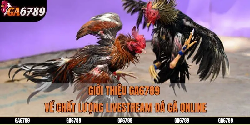 Giới thiệu GA6789 về chất lượng livestream đá gà online