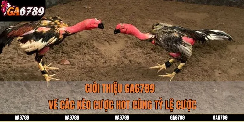 Giới thiệu GA6789 về các kèo cược hot cùng tỷ lệ cược đỉnh nóc