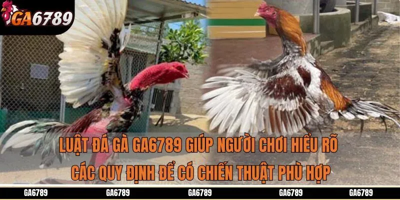 Luật đá gà Ga6789 giúp người chơi hiểu rõ các quy định để có chiến thuật phù hợp