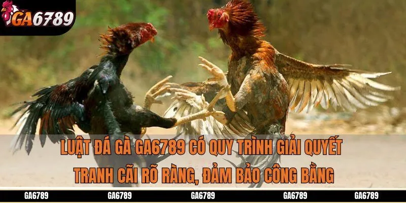 Luật đá gà Ga6789 có quy trình giải quyết tranh cãi rõ ràng, đảm bảo công bằng
